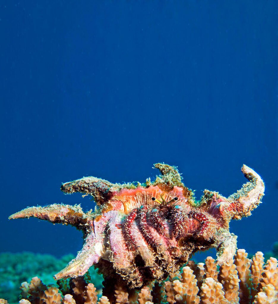 Kinasi Lodge Diving In Mafia B 936x1024